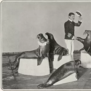 Captain Woodward & his seals at the London Hippodrome