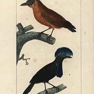 Capuchinbird, Perissocephalus tricolor