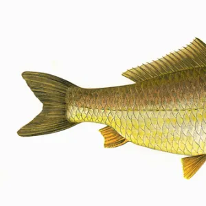 Carassius gibelio, or Prussian Carp