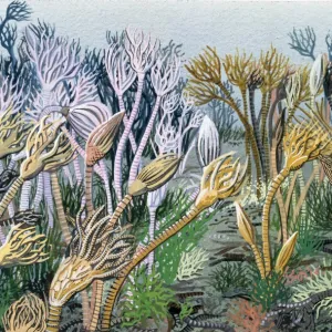 Carboniferous crinoid garden