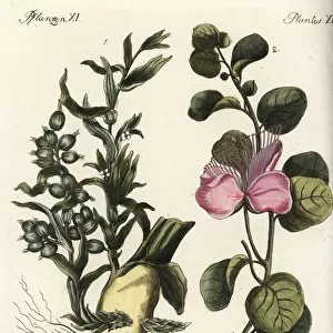 Cardamon and caper plants