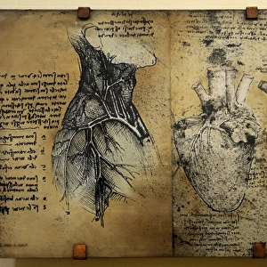 Cardiovascular system Leonardo da vincis drawing
