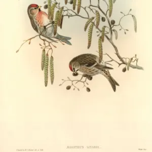 Carduelis flammea, common redpoll