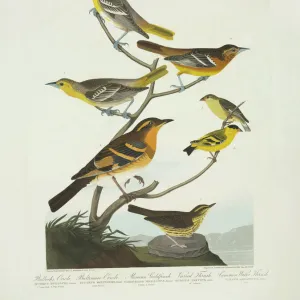 Carduelis psaltria, Icterus galbula, I. Bullockii, Seiurus n