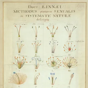 Carl Linnaeuss Systema Naturae (1736)