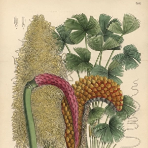 Carludovica rotundifolia, palm native to Costa Rica