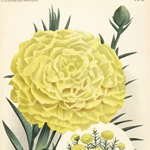 Carnation hybrid, Pride of Great Britain