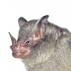 Carollia brevicauda, silky short-tailed bat