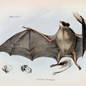 Carollia brevicauda, silky short-tailed bat