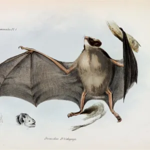 Carollia brevicauda, silky short-tailed bat