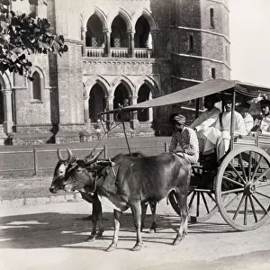 Carriage drawn by oxen, gharry or gharrie, India