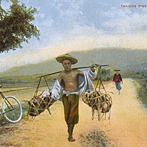 Carrying pigs to market - China