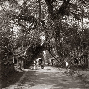 Cart on a country road, Ceylon (Sri Lanka) circa 1890