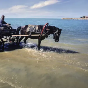 A carter drives his horse into the water for a drink, Konya