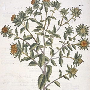 Carthamus tinctorius, safflower
