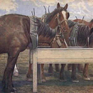 Four carthorses drinking at a trough