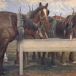 Four carthorses drinking at a trough