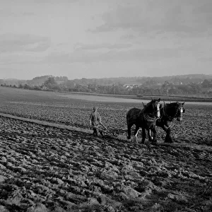 Carthorses ploughing a field, Sussex
