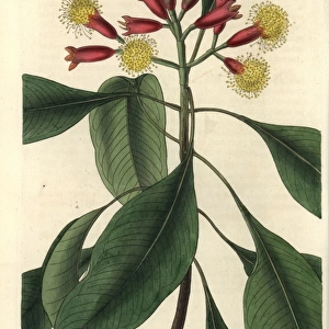 Caryophyllus aromaticus, clove spice tree in