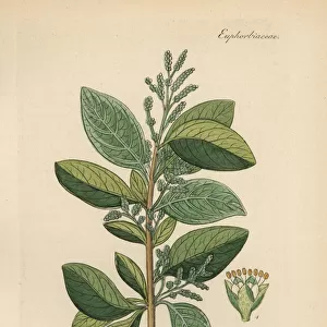 Cascarilla, Croton eluteria