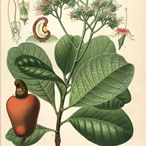 Cashew nut tree, Anacardium occidentale