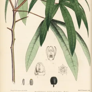 Cassava or manioc, Manihot esculenta