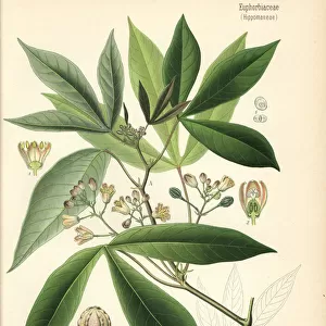 Cassava, manioc or tapioca, Manihot esculenta