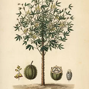 Cassava, yuca or manioc plant, Manihot esculenta