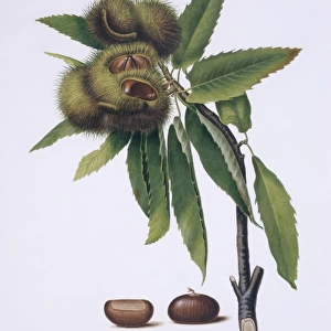 Castanea sativa, sweet chestnut tree