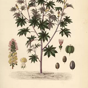 Castor bean or castor oil plant, Ricinus communis