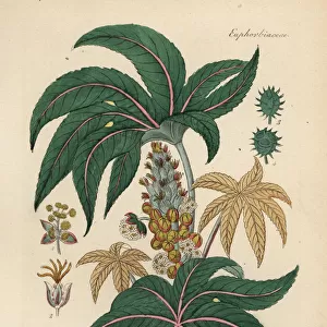 Castorbean or castor-oil plant, Ricinus communis