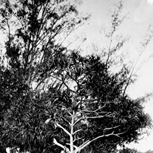Casuarina sp. ironwood tree and Pandanus sp. screw pine tr