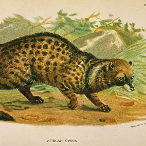 Cat / African Civet 1860