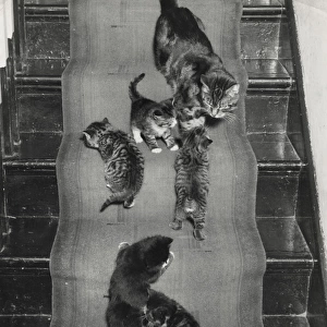 Cat and kittens on the stairs