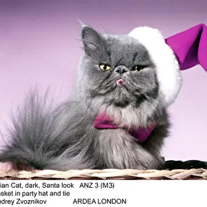 CAT - Persian cat in hat and tie