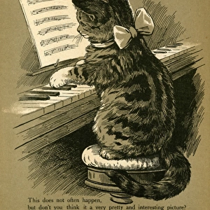 Cat Playing the Piano