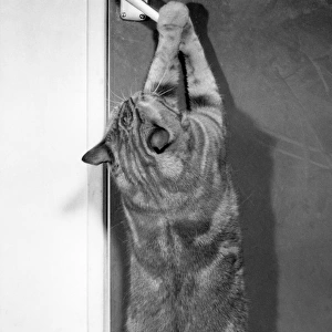 Cat reaches up to open the door