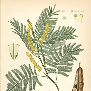 Catechu or black cutch, Acacia catechu