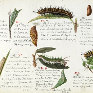 Caterpillars & pupa, Margaret Fountaine
