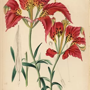 Catesbys lily, Lilium catesbaei