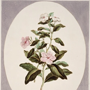 Catharanthus roseus, madagascan periwinkle