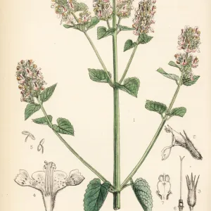 Catmint or catnip, Nepeta cataria