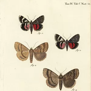 Catocala coniuncta and Apopestes spectrum moths