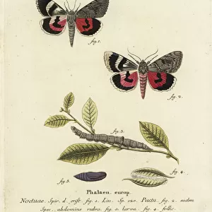 Catocala pacta moth