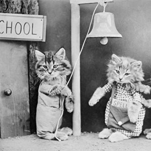 Cats Going to School