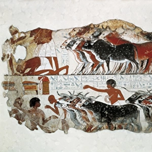 Cattle brought for inspection. ca. 1350 BC. 18th
