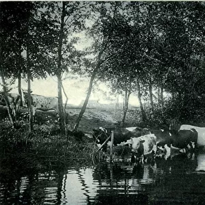 Cattle in a River