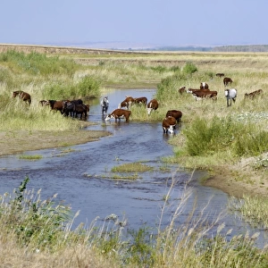 Cattle of Russian farmers grazes along a small
