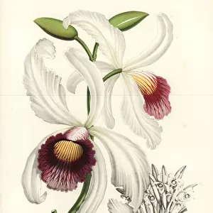 Cattleya purpurata orchid