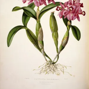 Cattleya skinneri, English orchid